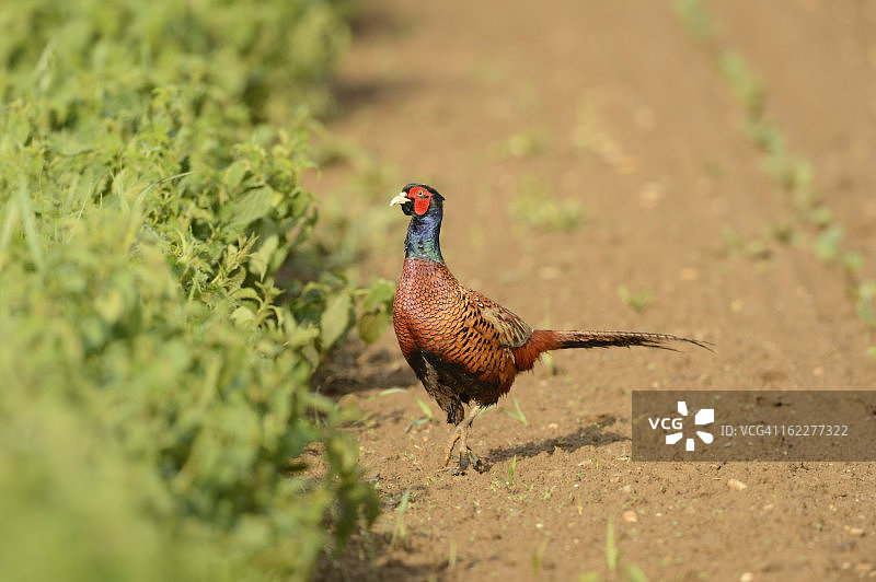 雉鸡图片素材
