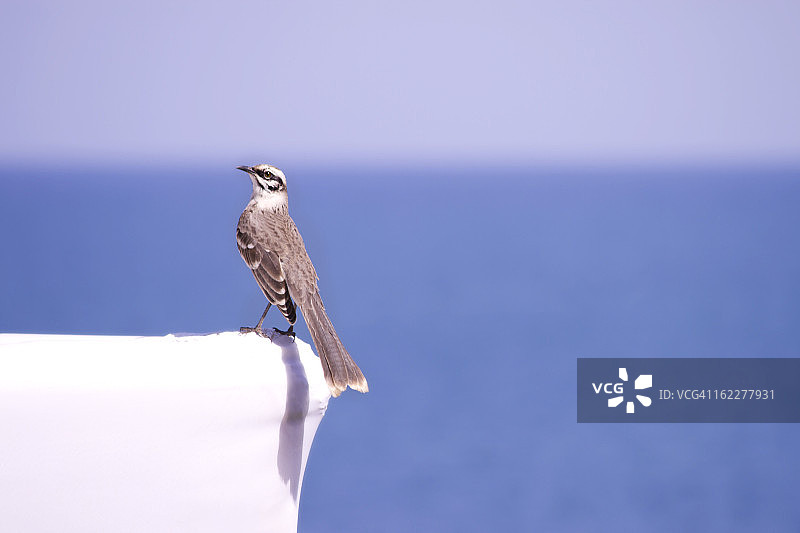 秘鲁波西塔斯的长尾嘲鸫图片素材