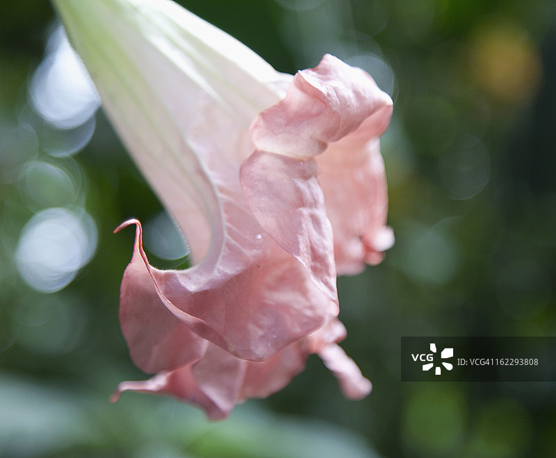 天使的喇叭图片素材