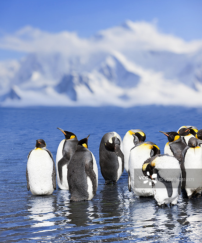 南极洲王企鹅群图片素材