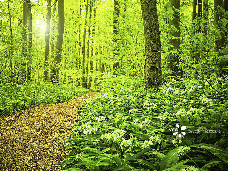 森林中的日落图片素材