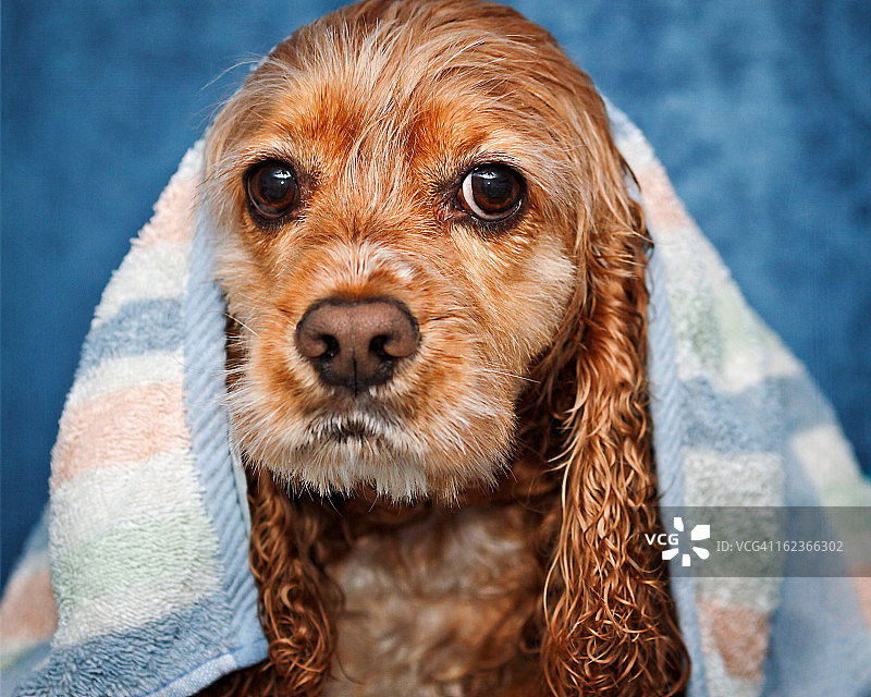 头上顶着毛巾的湿漉漉的美国可卡犬图片素材