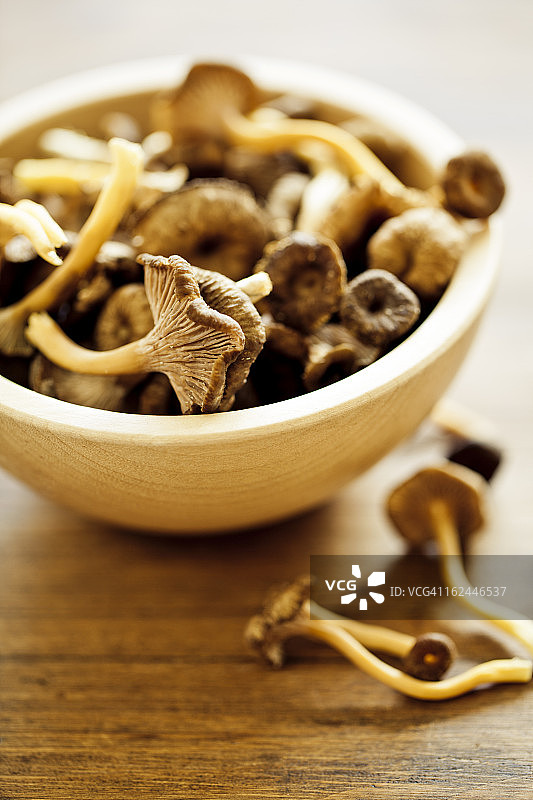 漏斗鸡油菌图片素材