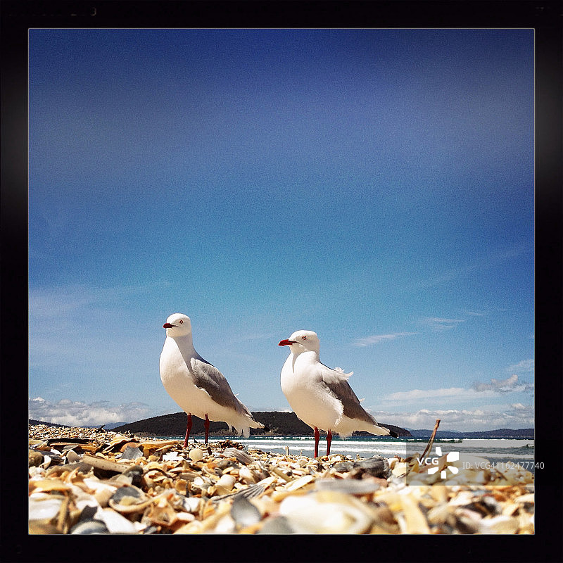 海鸥站在海滩的贝壳上。图片素材
