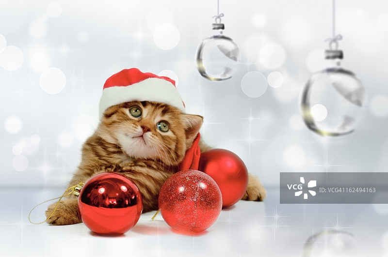 圣诞小猫图片素材