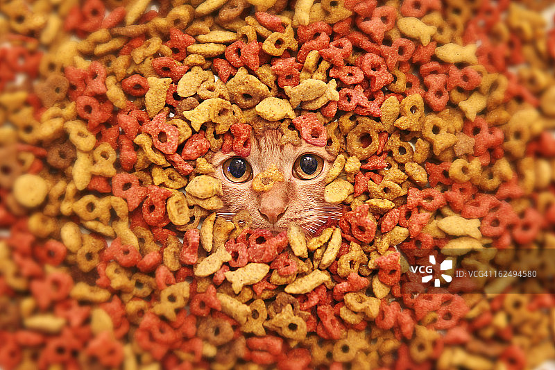 猫的干粮图片素材