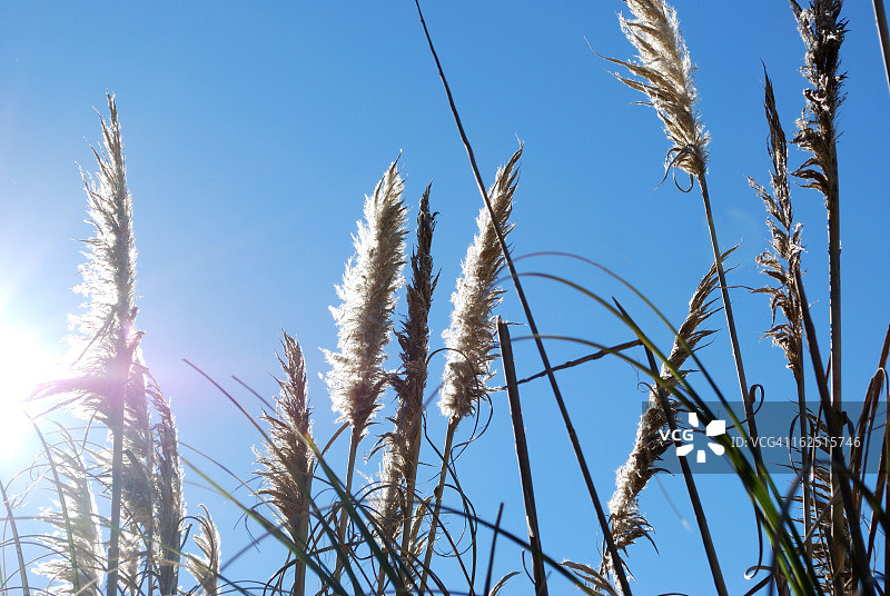 夕阳背光下的蒲苇草图片素材