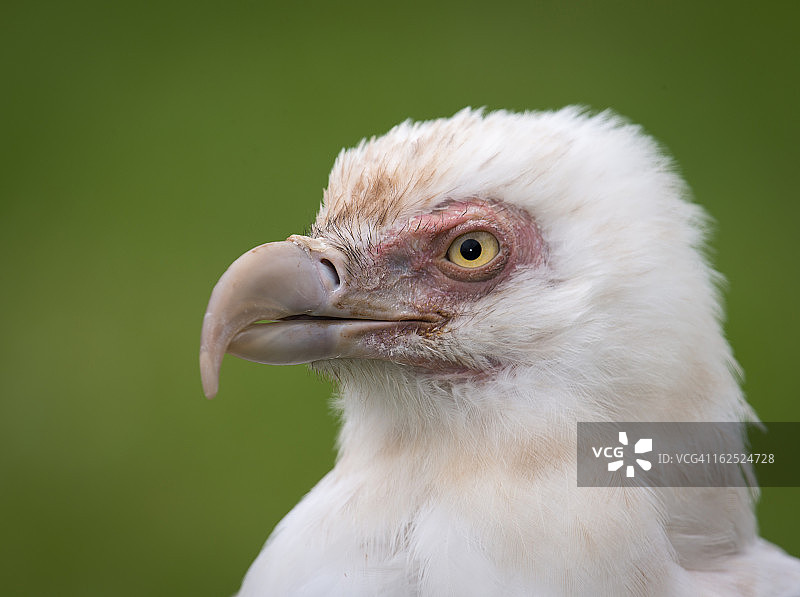 棕榈鹫图片素材