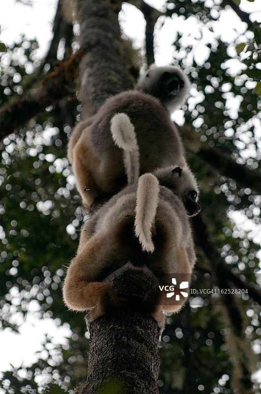 戴胜冕狐猴图片素材