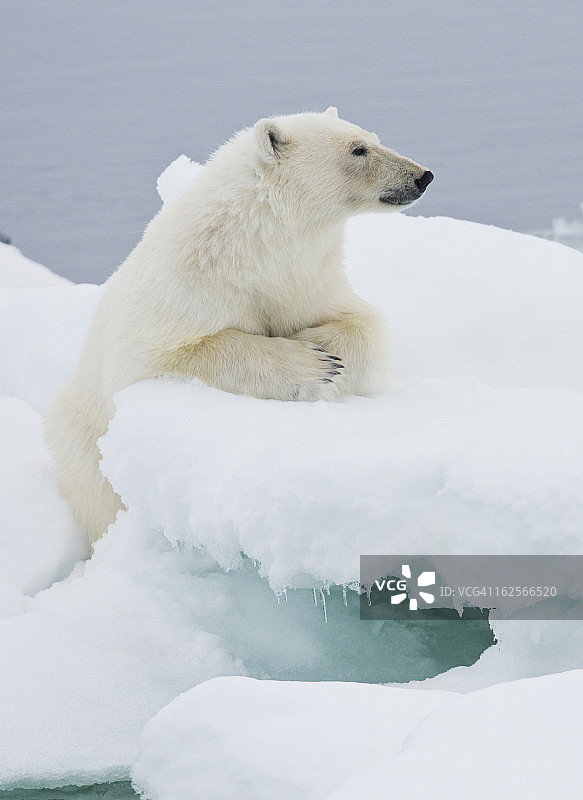北极高地的冰原上的北极熊图片素材