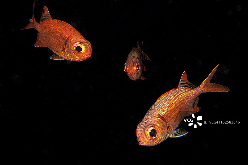 好奇的 soldierfish图片素材