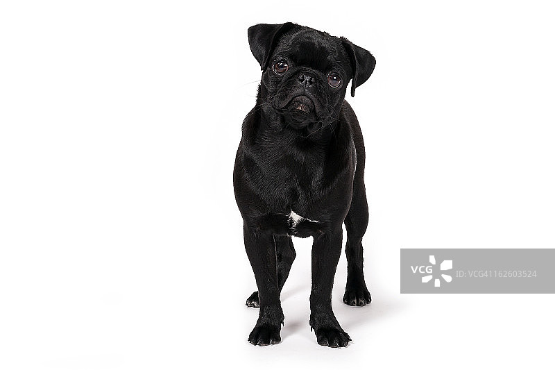 黑色巴哥犬幼犬图片素材