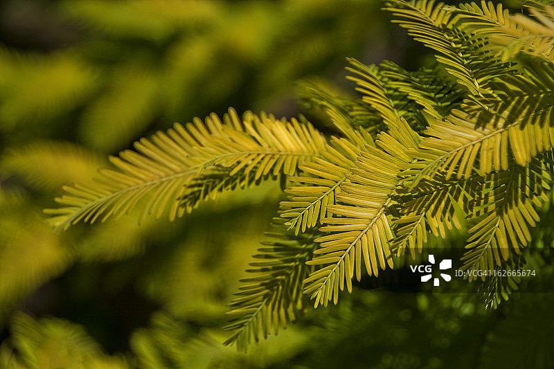 柔和的黄色松叶图片素材