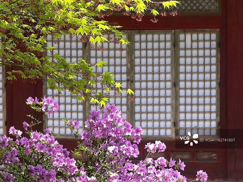 朝鲜杜鹃图片素材