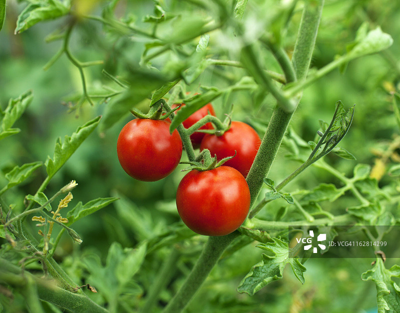 圣女果图片素材