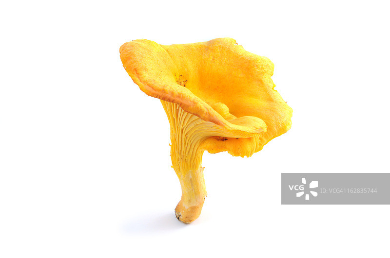 金色鸡油菌图片素材