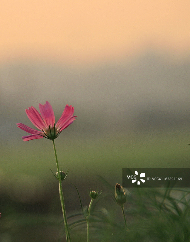 黎明时的宇宙图片素材