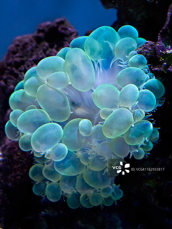 气泡珊瑚图片素材