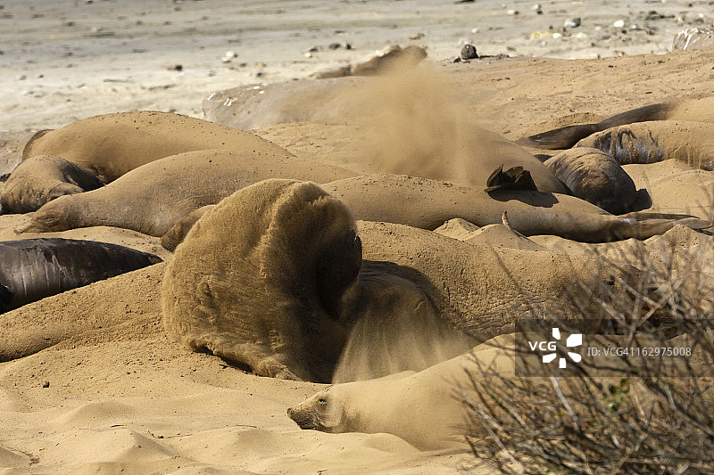 在沙滩上休息的野生象海豹图片素材