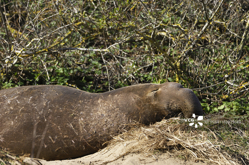 沙丘上休息的野生象海豹图片素材