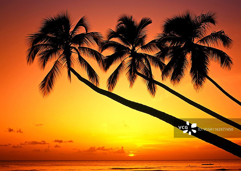 巴巴多斯热带海滩日落图片素材