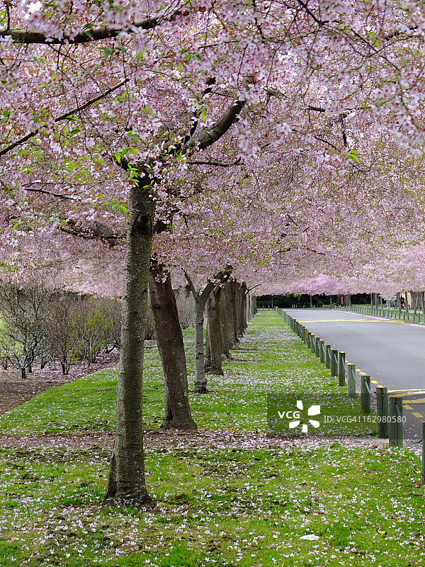 滨海艺术中心的盛开樱花图片素材