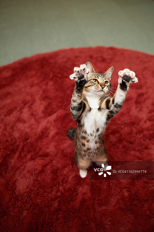 小猫站立图片素材