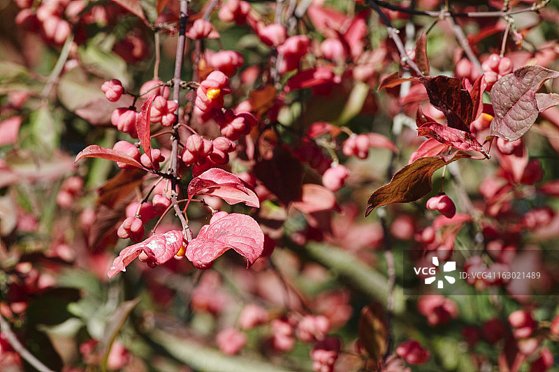 欧洲卫矛秋季粉色图片素材