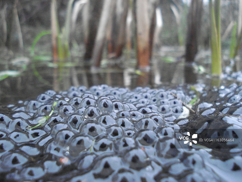 青蛙卵图片素材