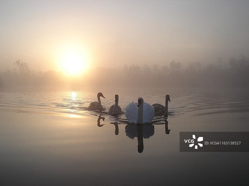 日出天鹅图片素材