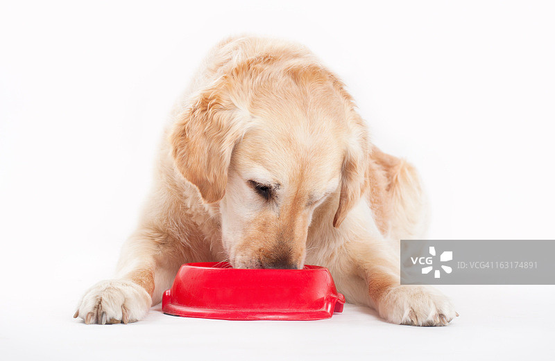 金毛寻回犬与狗粮图片素材