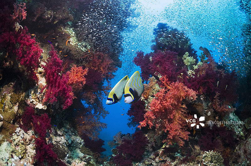 珊瑚礁风光图片素材