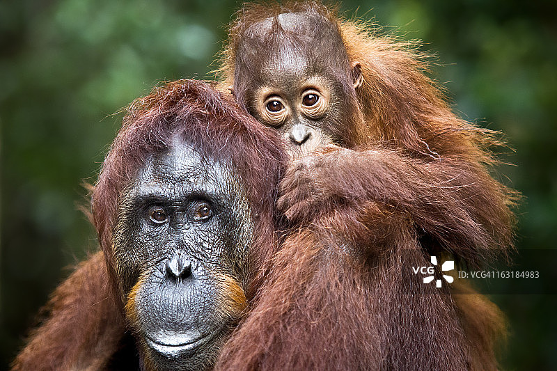 婆罗洲野生猩猩的凝视图片素材
