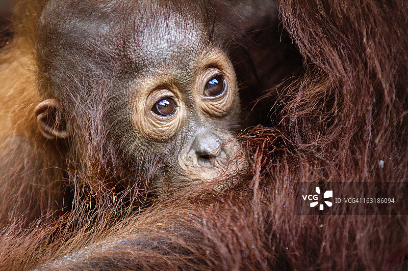 丛林里的小男人图片素材