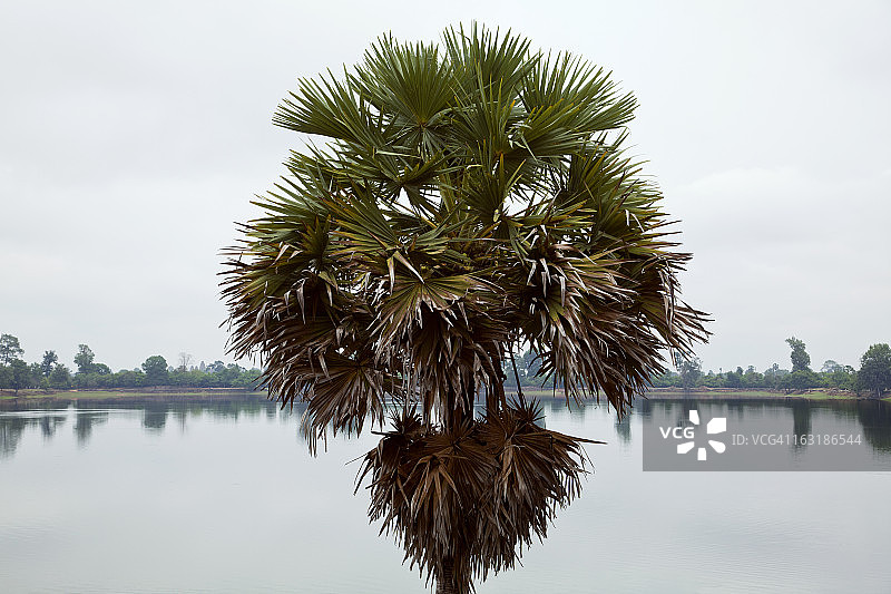 柬埔寨棕榈树图片素材