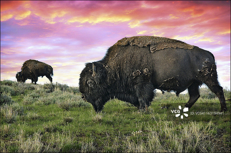 黄石公园水牛和野牛图片素材