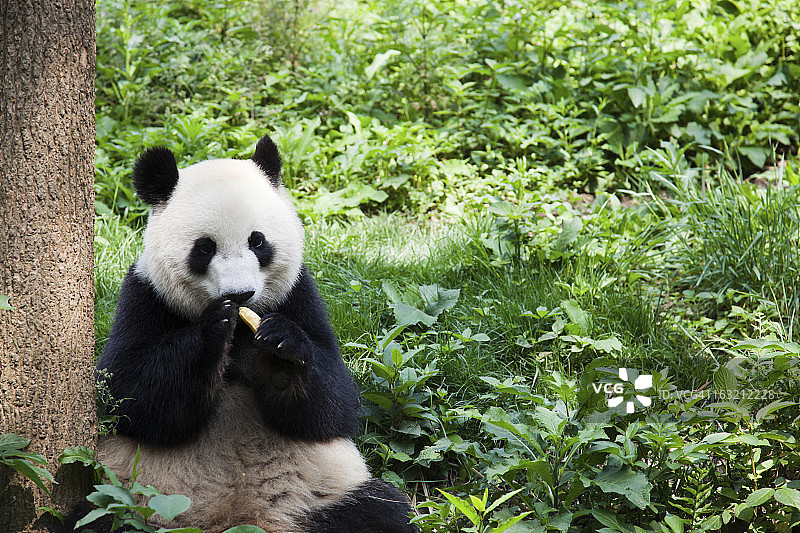 中国四川成都，大熊猫吃香蕉图片素材