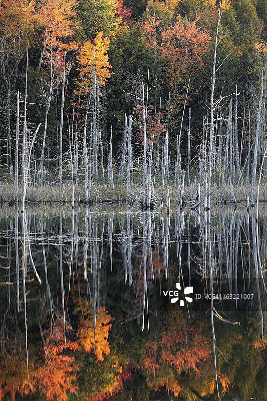池塘中倒映着色彩鲜艳的树顶图片素材