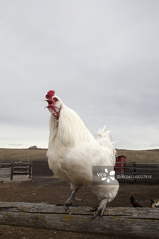 在栅栏上啼叫的公鸡图片素材