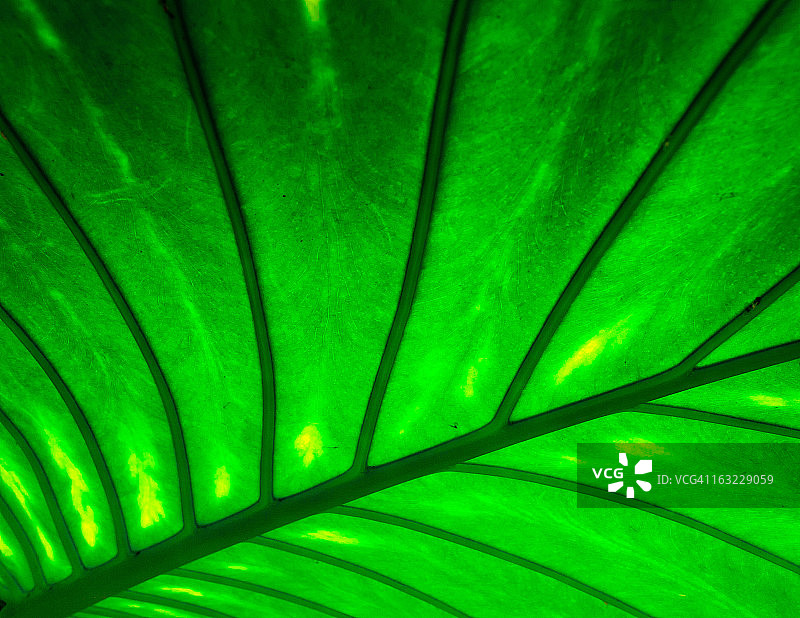 简约绿色图片素材