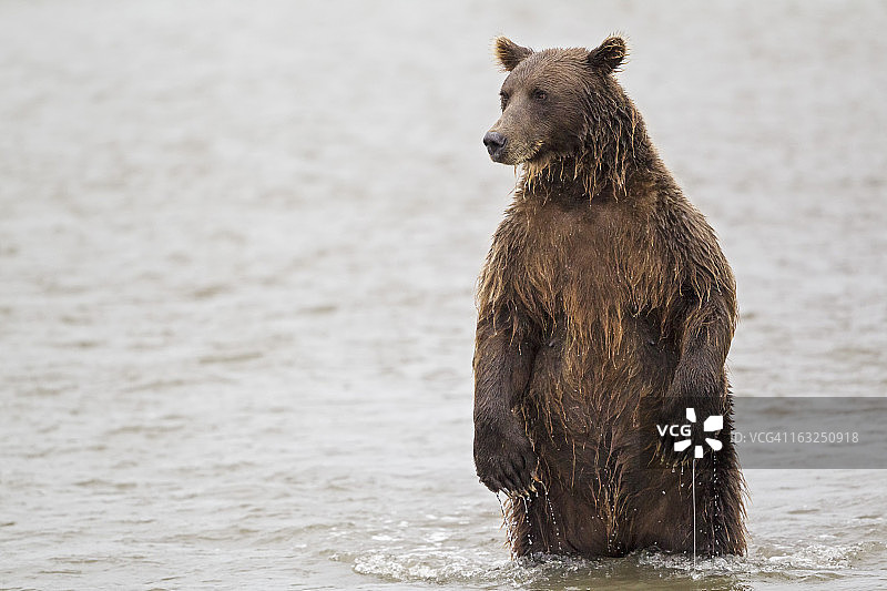 美国阿拉斯加克拉克湖国家公园棕熊捕食鲑鱼图片素材