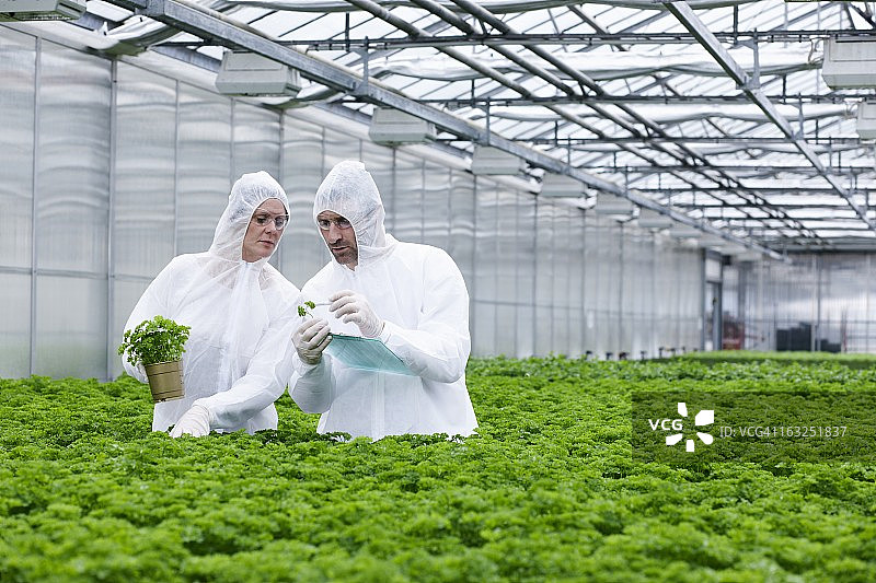 德国巴伐利亚慕尼黑：科学家在温室中检查欧芹植物图片素材