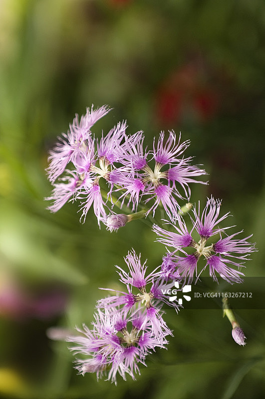 石竹“彩虹可爱”图片素材