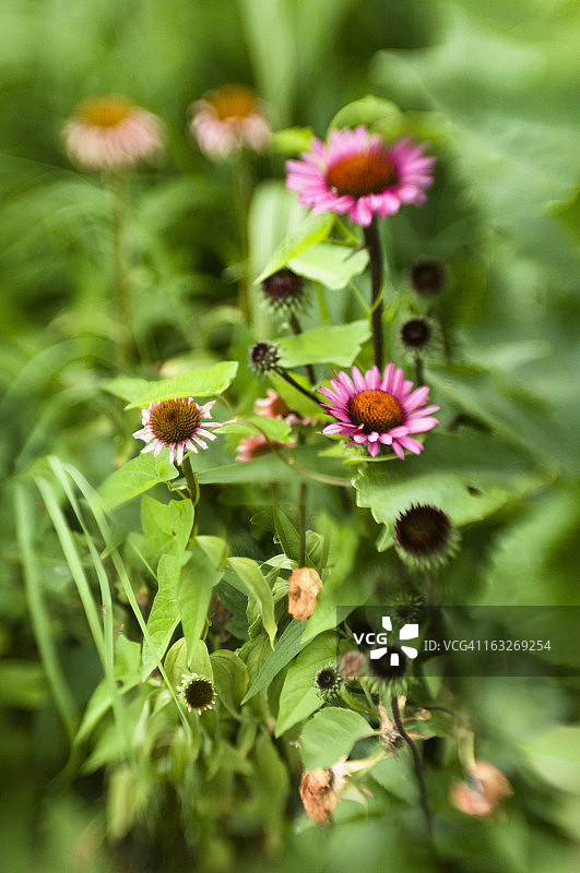 紫色松果菊与旋花图片素材