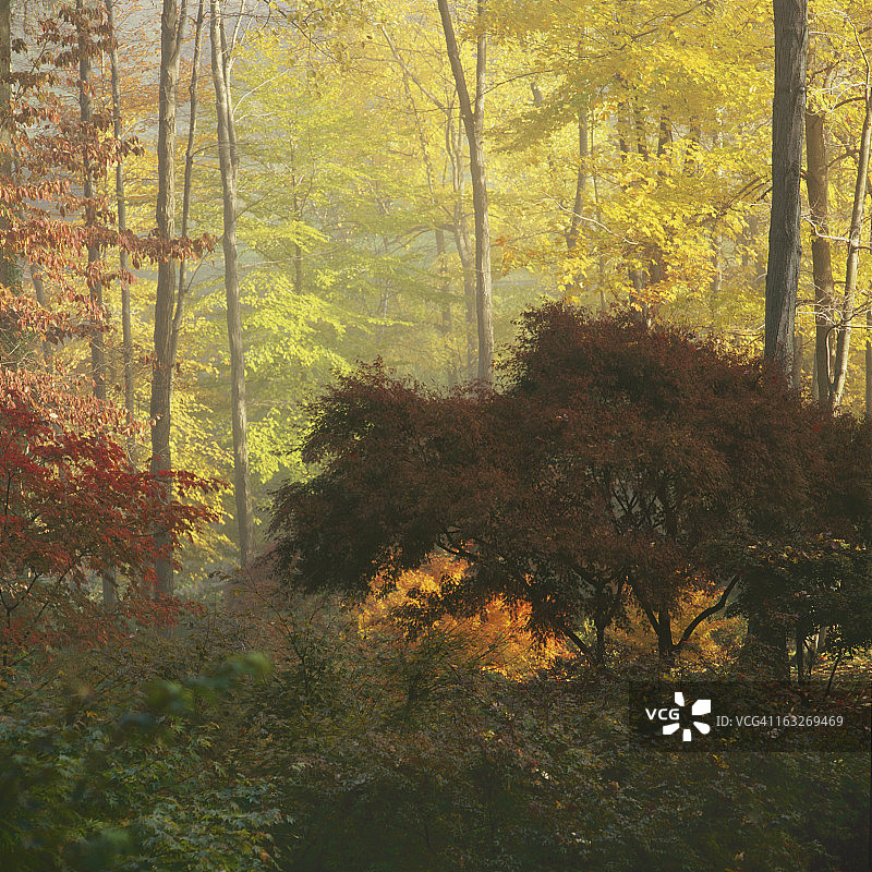 秋天的颜色图片素材