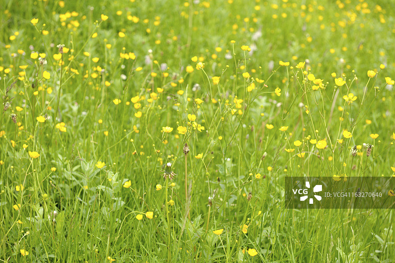 野生夏季花卉图片素材