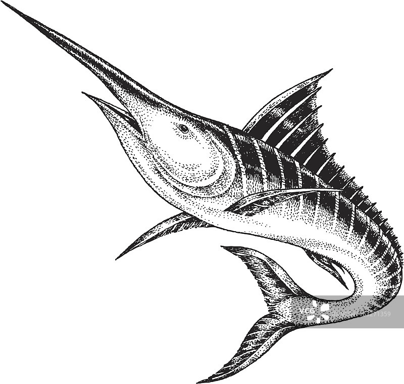 马林鱼图片素材