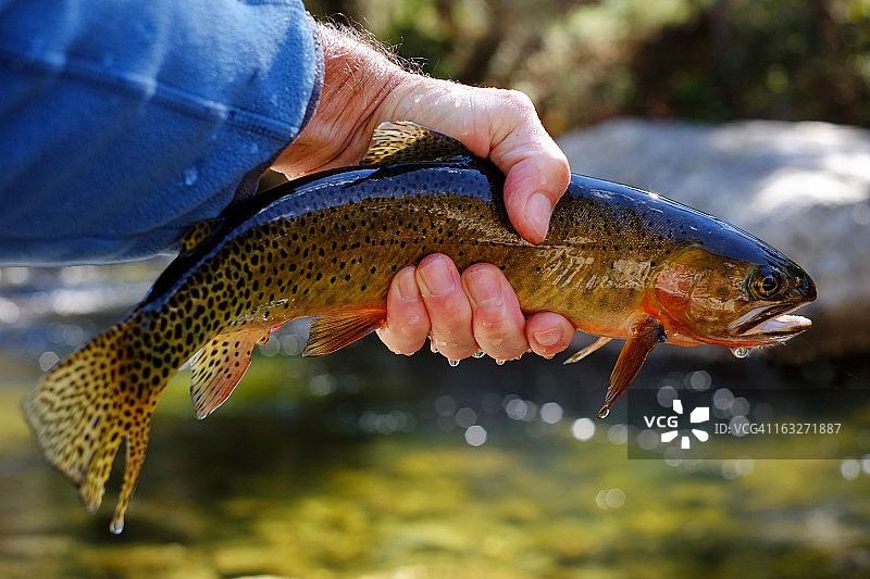 渔夫拿着割喉鳟鱼图片素材
