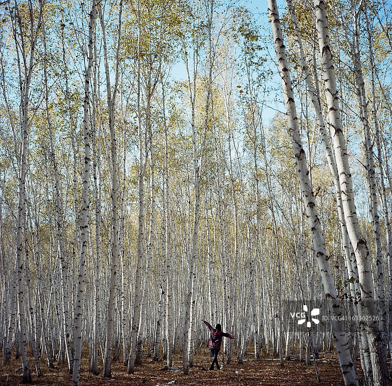 桦树林中的女孩背影图片素材