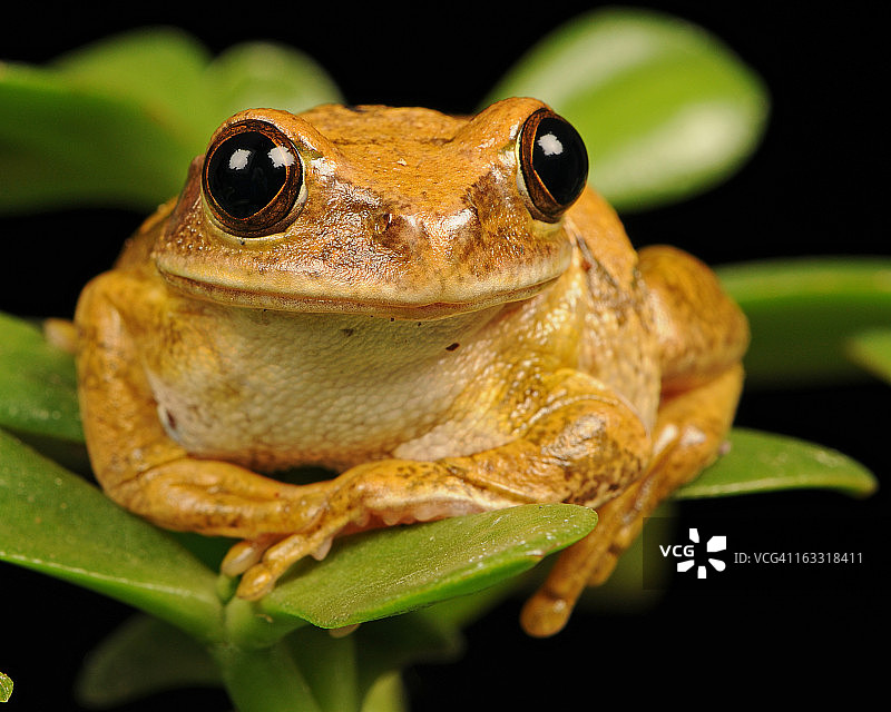 大理石芦苇蛙图片素材
